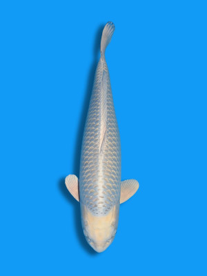 Nezu Ogon | Koi&Co. Nezu Ogon | Koi&Co.