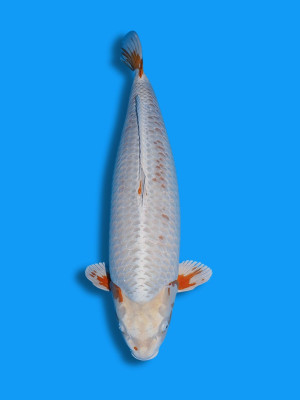 Kogane Ochiba | Koi&Co. Kogane Ochiba | Koi&Co.