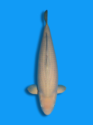 Chagoi | Koi&Co. Chagoi | Koi&Co.