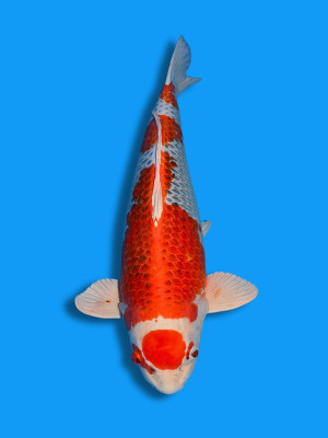 Maruten Kujaku | Koi&Co. Maruten Kujaku | Koi&Co.