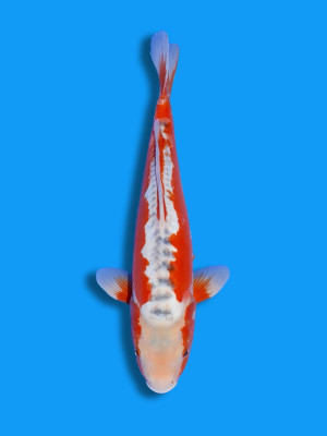 Hi Shusui kaufen | Koi&Co.