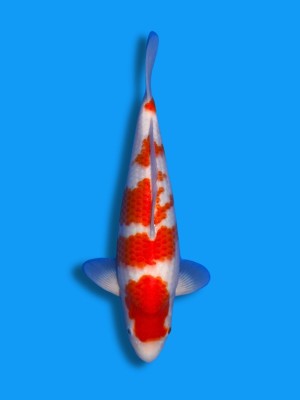 Kohaku | Koi&Co.