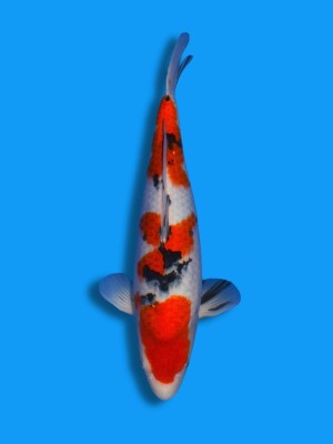 Sanke  | Koi&Co. Jörg Hagenow
