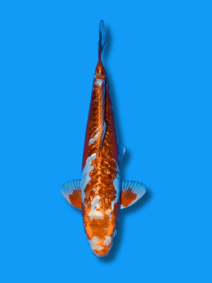 Big Scale Doitsu Ginrin Chagoi | Koi&Co.