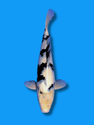 Shiro Utsuri | Koi&Co.