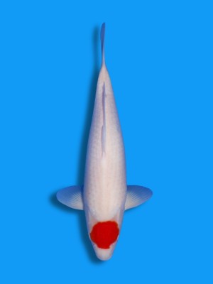 Tancho Kohaku | Koi&Co.