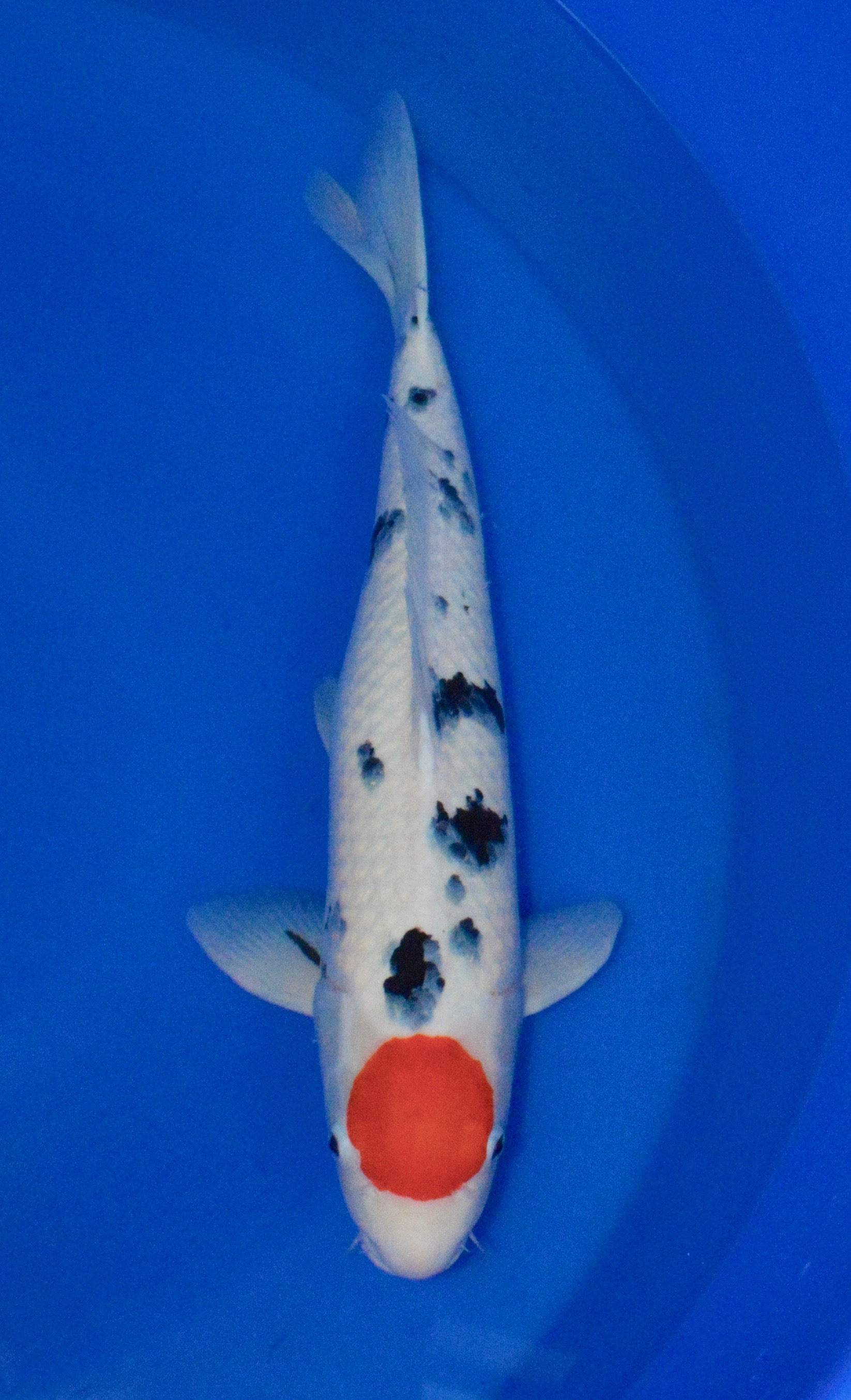 bei Lüneburg Tancho Sanke